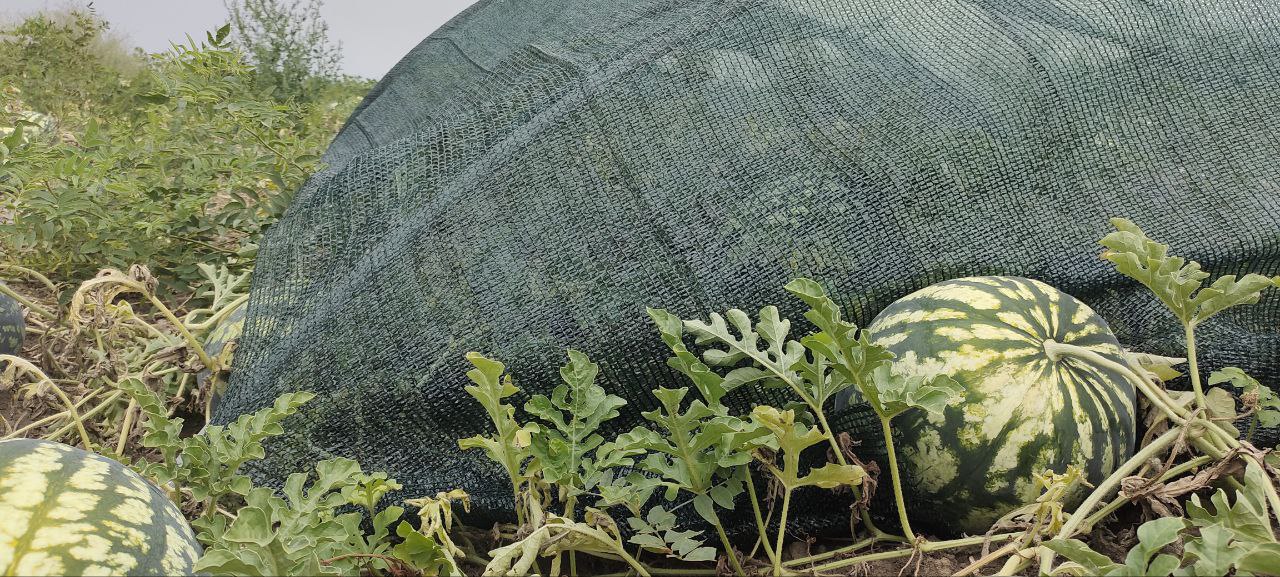 Filet d’ombrage agricole 70 % – AGROTEX 4 × 50 m
