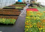 Géotextile paysager anti-adventices – AGROTEX Geotissu 150