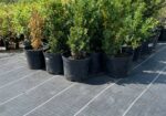 Géotextile paysager anti-adventices – AGROTEX Geotissu 150