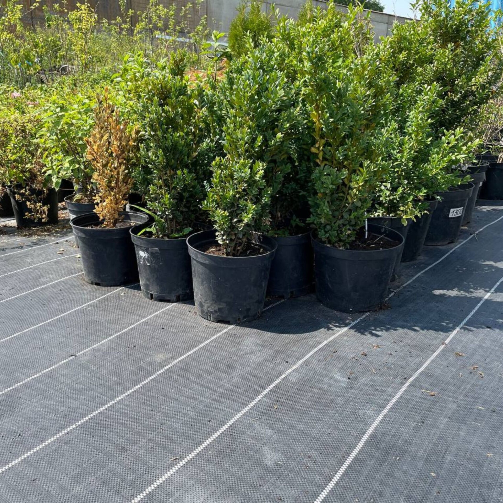 Géotextile paysager anti-adventices – AGROTEX Geotissu 150