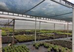 Filet d’ombrage agricole 80 % – AGROTEX 3 × 50 m