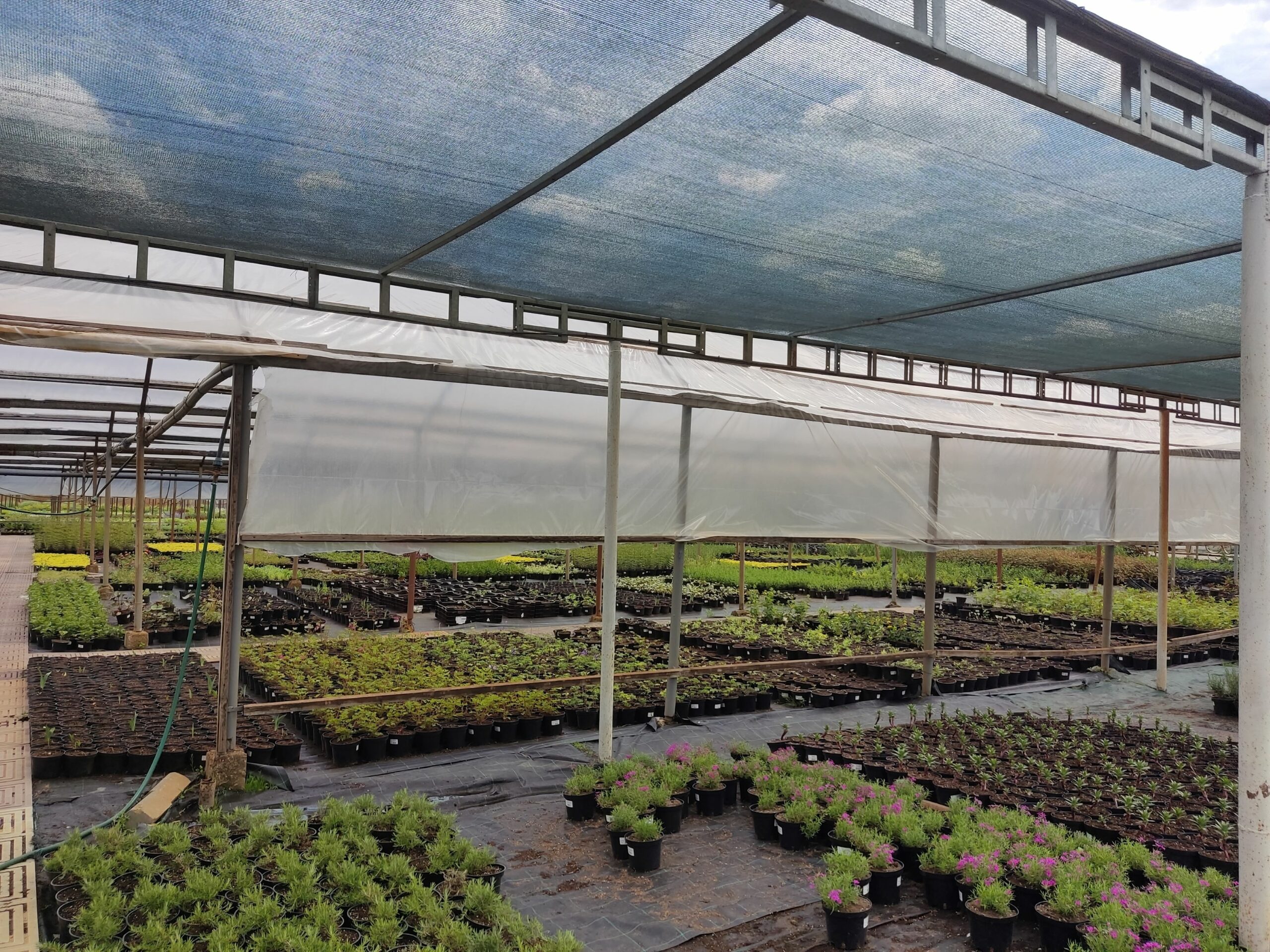 Filet d’ombrage agricole 80 % – AGROTEX 3 × 50 m