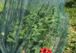 Filet d’ombrage agricole 70 % – AGROTEX 4 × 50 m