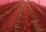 Couverture agricole blanc/rouge – AGROTEX 100 3,2 × 100 m