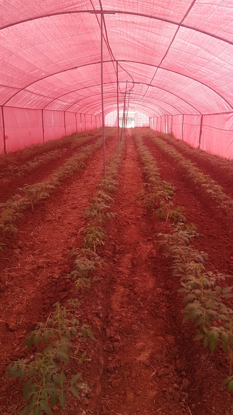 Couverture agricole blanc/rouge – AGROTEX 100 3,2 × 100 m