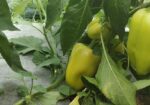 Filet d’ombrage agricole 70 % – AGROTEX 4 × 50 m