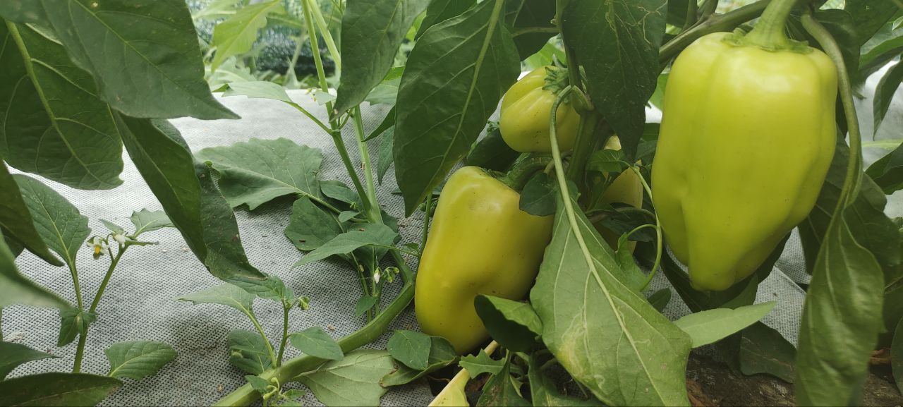 Filet d’ombrage agricole 70 % – AGROTEX 4 × 50 m