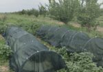 Filet d’ombrage agricole 70 % – AGROTEX 4 × 50 m