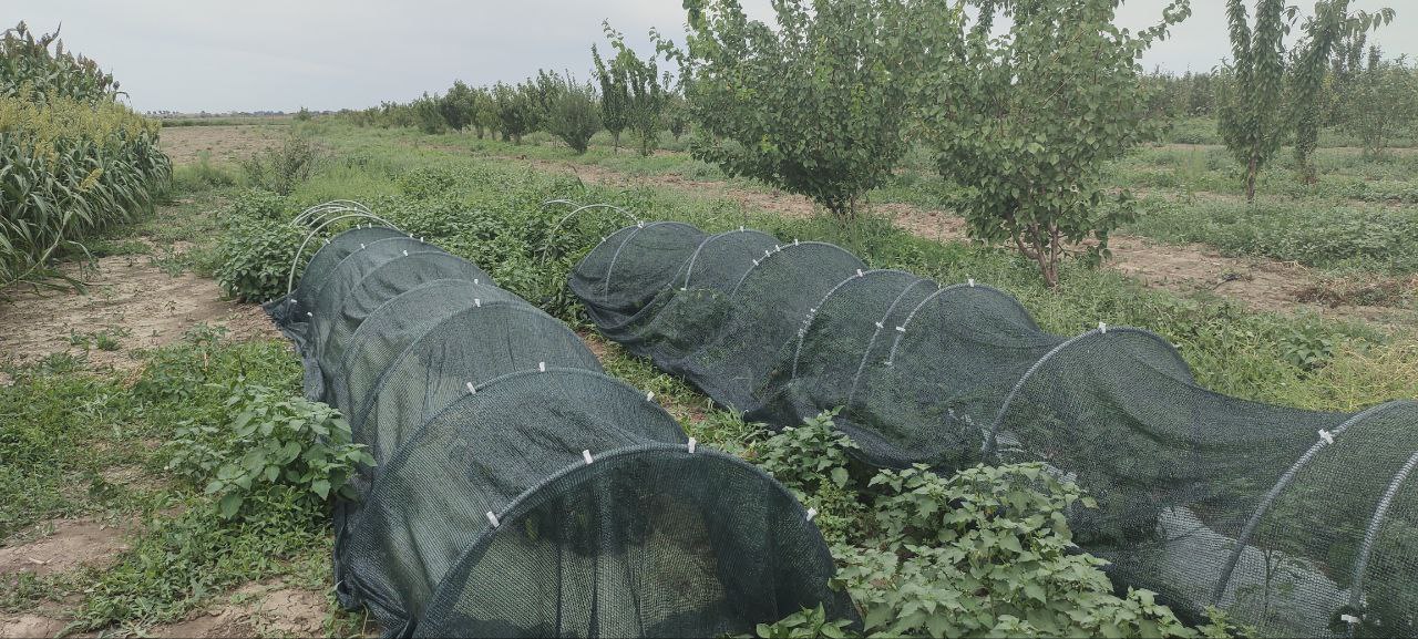 Filet d’ombrage agricole 70 % – AGROTEX 4 × 50 m
